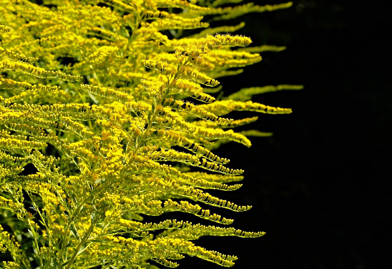 Best Plants for a Coastal Garden That Thrives